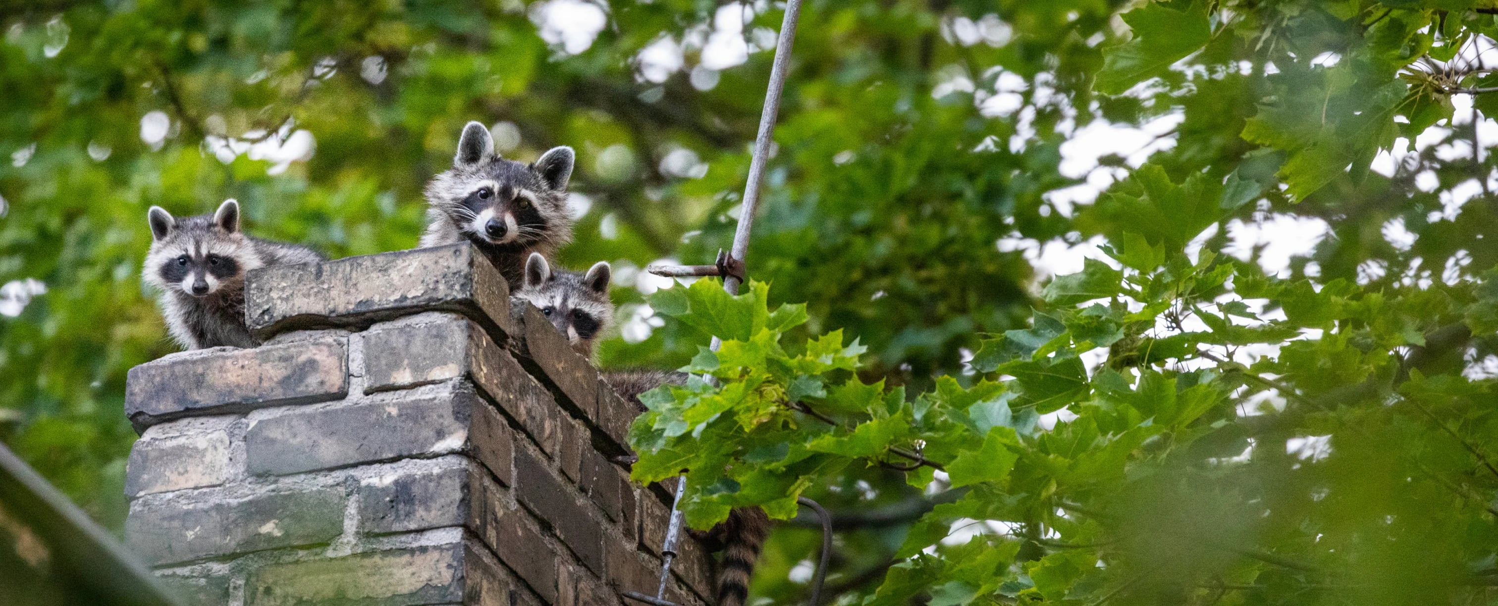 Drohnen-UAV Suche invasiver Tierarten: Waschbären auf einem Dach werden aus der Distanz erfasst
